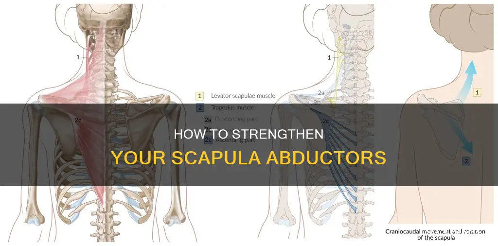 what muscle abducts scapula