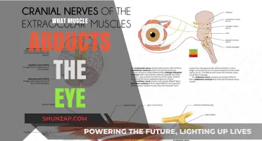 How Eye Abduction Works: Muscles and Actions