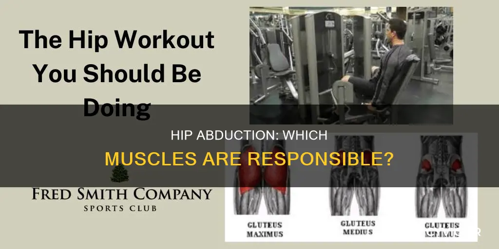 what muscle abducts the hip