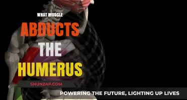 How Muscles Abduct Your Humerus