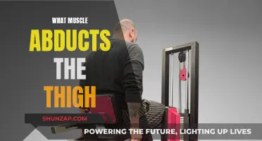 Gluteus Medius: The Muscle That Abducts Your Thigh
