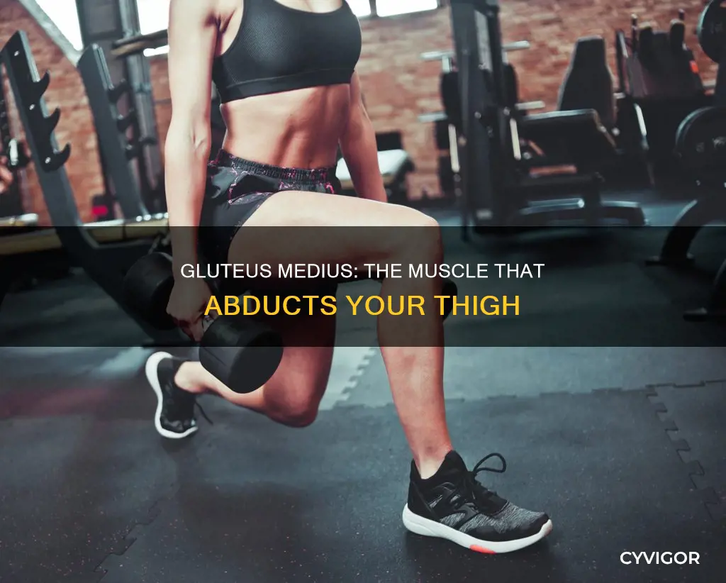 what muscle abducts the thigh