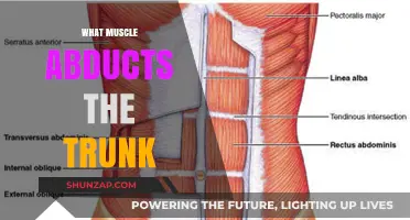 Trunk Abduction: Which Muscle is the Prime Mover?