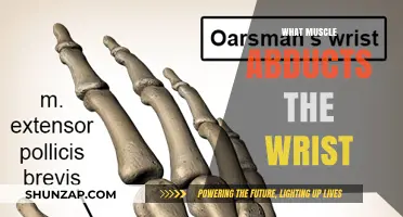 Wrist Abduction: Which Muscles Are Responsible?