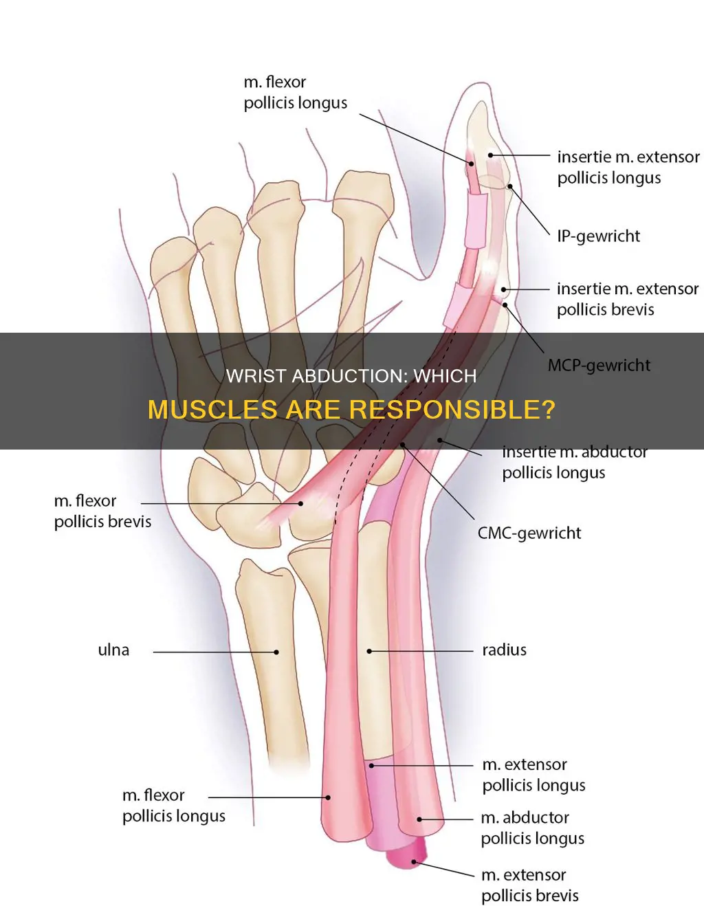 what muscle abducts the wrist