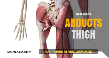 Thigh Abduction: Which Muscles Are Responsible?