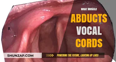 How Your Vocal Cords Abduct: Muscles in Action