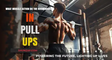 Rhomboids' Role in Pull-Ups: Muscle Action and Function Explained