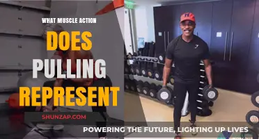 Understanding Pulling: The Muscle Action and Its Role in Movement