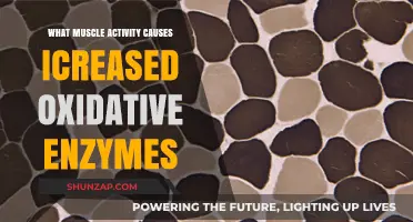 Muscle Activity and Oxidative Enzymes: Unlocking Metabolic Adaptations