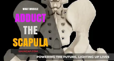 How to Adduct Your Scapula: Muscles Involved
