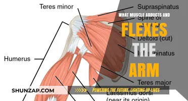 Muscles Responsible for Arm Adduction and Flexion: A Comprehensive Guide