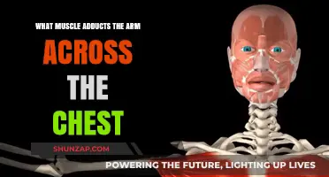 Muscles That Adduct Your Arm Across the Chest: A Guide