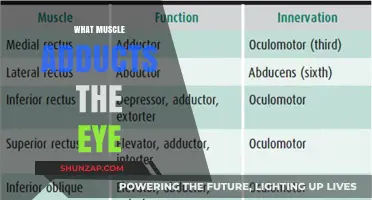 Eye Adduction: The Lateral Muscle's Role