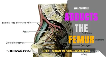 The Adductor Muscle Group: Bringing the Femur Back In