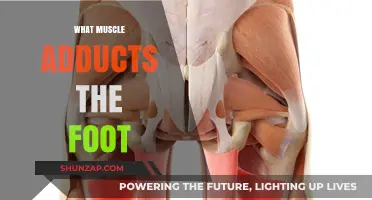 Foot Adduction: Which Muscles Are Responsible?