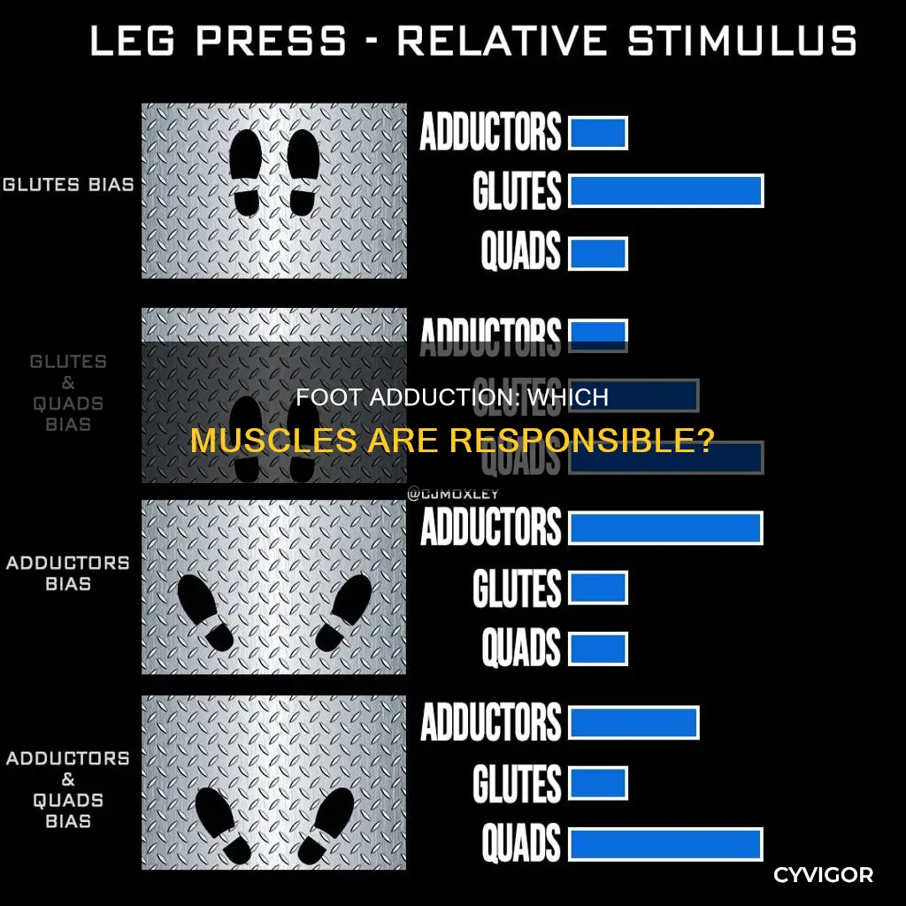 what muscle adducts the foot