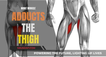 Thigh Adduction: The Key Muscle for Powerful Movement