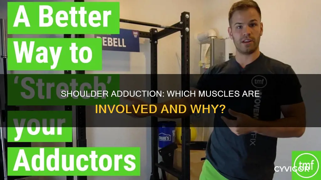 what muscle aducts yourshoulder