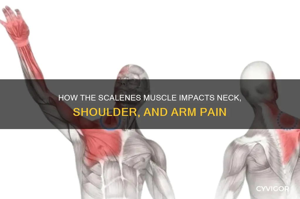what muscle affects neck shoulder and arm