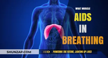 Breathing and the Diaphragm Muscle