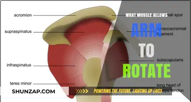 Understanding the Rotator Cuff: Muscles Enabling Arm Rotation Explained