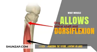 Dorsiflexion: The Power of Your Tibialis Anterior Muscle