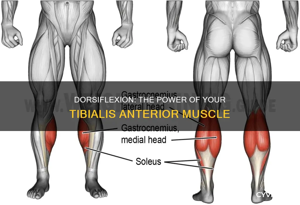 what muscle allows dorsiflexion