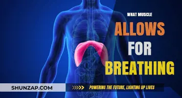 Breathing and Muscle Function: Understanding the Diaphragm