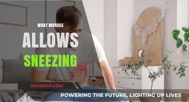 How Sneezing Engages Your Body's Muscles