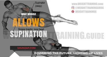 Understanding the Intricacies of Supination: Muscle Control
