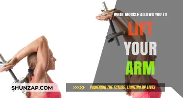 Understanding the Muscles Responsible for Lifting Your Arm
