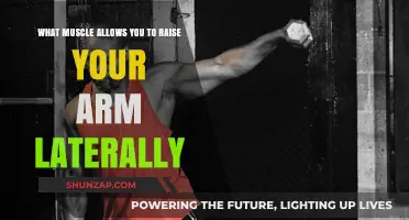 How the Deltoid Muscle Enables Lateral Arm Raise Movement
