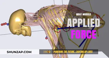 How Muscles Generate Force and Move Us