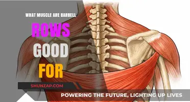 Unleashing Strength: Barbell Rows and Their Target Muscles