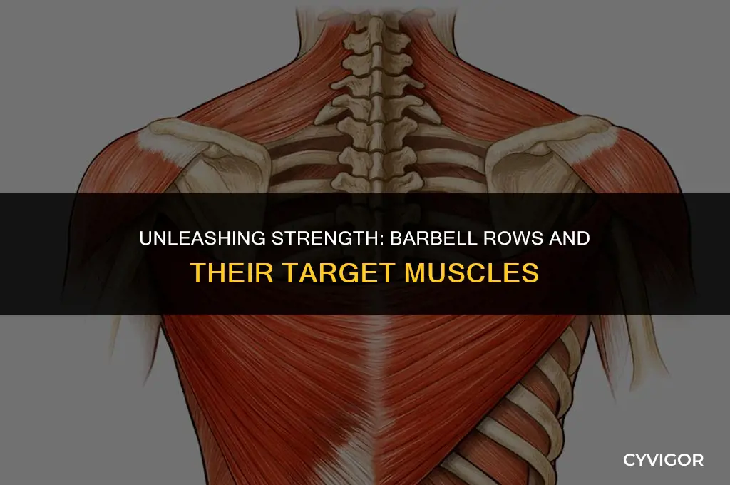 what muscle are barbell rows good for
