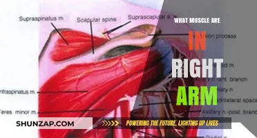 Discover the Muscles in Your Right Arm: A Comprehensive Guide