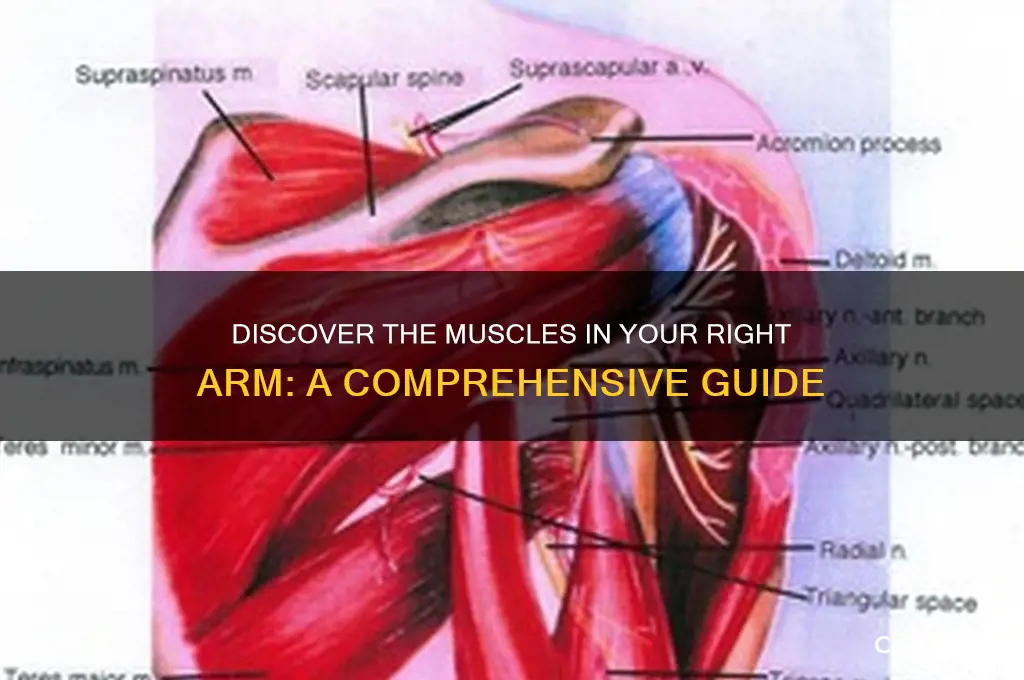 what muscle are in right arm