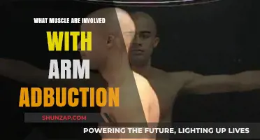 Muscles Driving Arm Abduction: Key Players and Their Roles