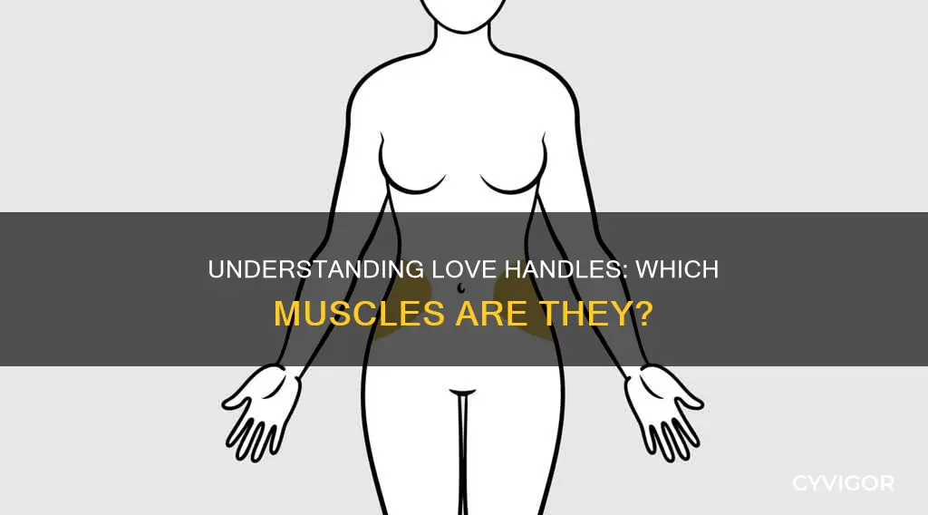 what muscle are love handles