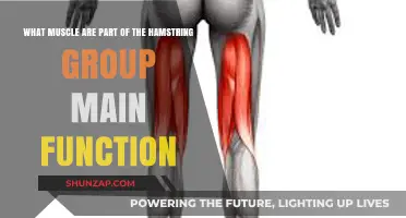 Understanding the Hamstring Muscles: Functions and Key Components Explained