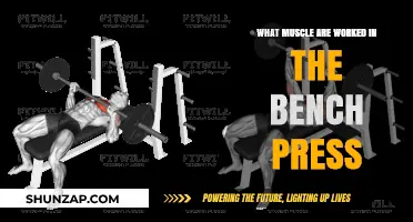 Muscles Targeted in Bench Press: A Comprehensive Breakdown
