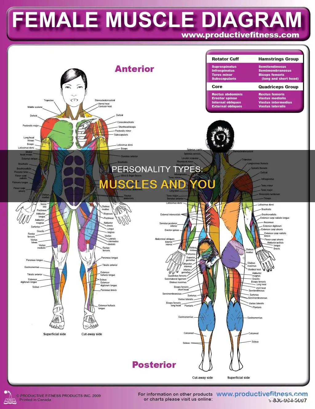what muscle are you
