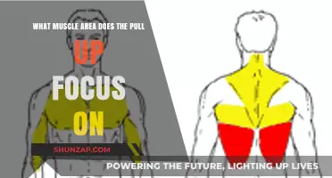 Pull-Ups: Targeting Back, Arms, and Core Muscles Effectively
