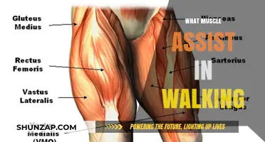 Walking Muscles: What Powers Your Stride?