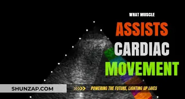 How the Heart's Helper Muscles Work