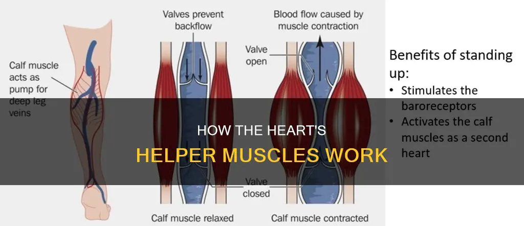 what muscle assists cardiac movement