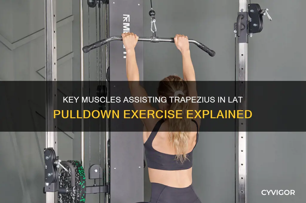 what muscle assists the trapezius in latissimus pull down