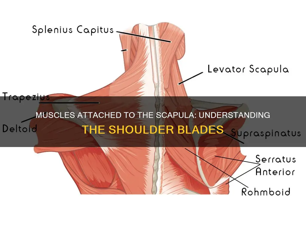 what muscle attach to scapula