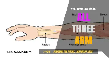 Discover the Muscle Connecting Your Entire Arm: A Comprehensive Guide